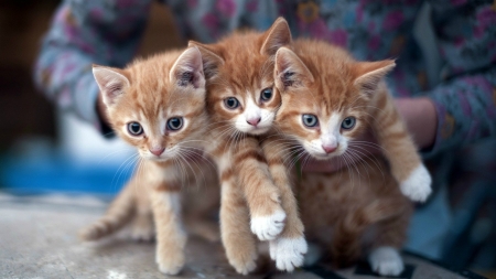 Triplets - kitties, cute, triplet, cats