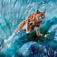 Beautiful Linx