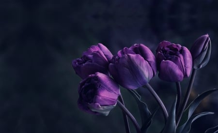 Flowers - flowers, tulips, nature, purple, photo