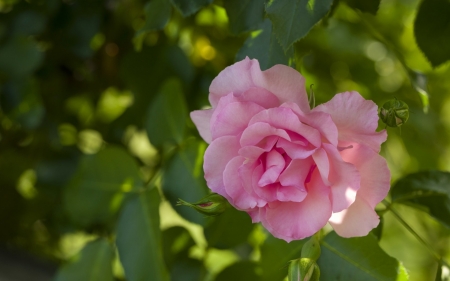 Rose - pink, green, texture, rose, flower