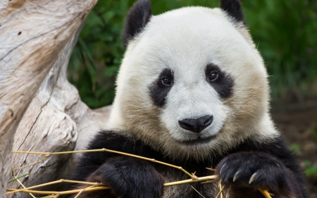 Panda bear - white, bear, panda, bamboo, black, cute