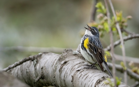 Bird - yellow, bird, pasare, sing