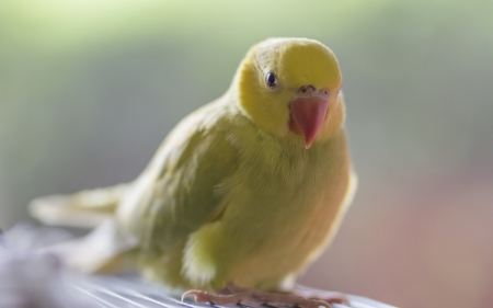 Parrot - bird, pasare, pink, cute, parrot, yellow