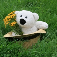 White Teddy Bear In Hat