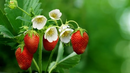 Strawberries fruit and flower