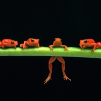 poisonous red frogs