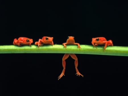 poisonous red frogs - frog, red, poisonous, stem