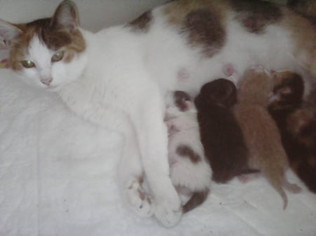 Mom again - kitten, cute, cats, lovely, animals