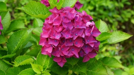 Hydrangea - red, flower, purple, magenta, carmine, flowers, hydrangea macrophylla, hydrangeaceae, 4k, 3840x2160, azisai, hydrangea