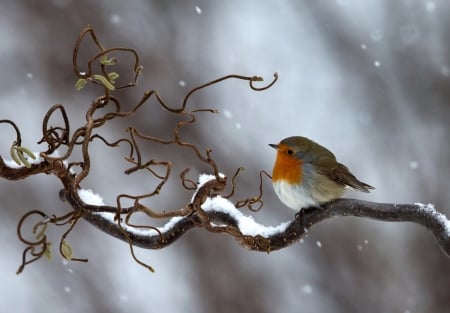 Little Bird - Winter, Snow, Bird, Branch