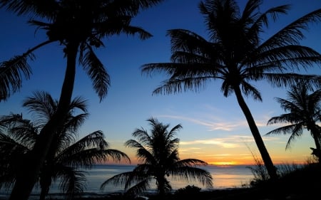 Palms silhouettes in the sunset - palms, sky, sunset, evening