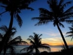 Palms silhouettes in the sunset