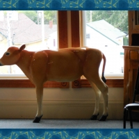 Yikes! There's a Calf in My Study!!!