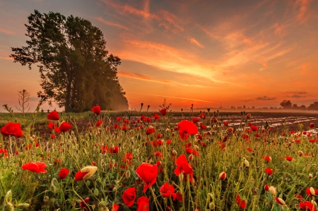 Sunset field - poppies, sunset, beautiful, fiery, field