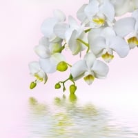 White orchids