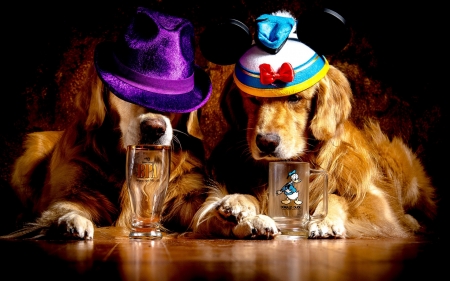 :-) - hat, paw, funny, dog, golden retriever, couple, glass