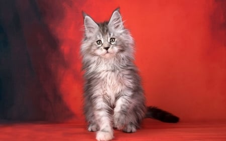 Kitten - cat, red, maine coon, animal, pisica, kitten