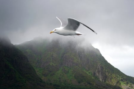 Seagull in Lofoten, Norway - norway, seagull, flight, mist, mountain