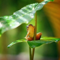 Frog Umbrella