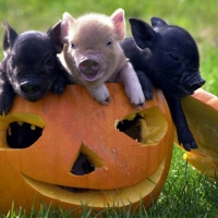 PIGS IN A PUMPKIN