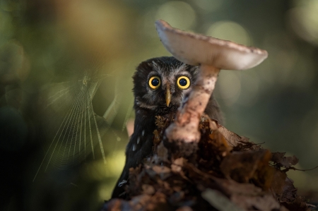 Owl - owl, bird, mushroom, cute, eyes, bufnita