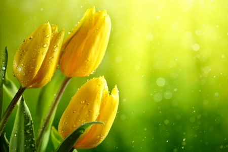 Tulips - card, flower, tulip, yellow, green