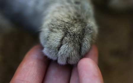 :-) - paw, cat, grey, hand, pisica