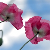 Pink poppies