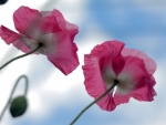 Pink poppies