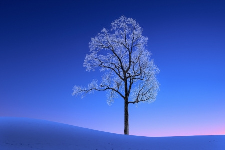 :-) - blue, pink, winter, tree, frozen