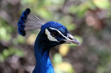 Peacock - peacock, bokeh, paun, blue, bird, pasare