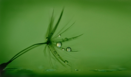 :-) - water drop, seed, dandelion, green