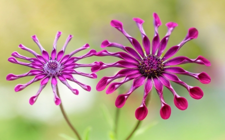 :-) - osteospermum, green, flower, pink