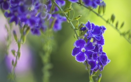 Flowers - green, flori, blue, flower