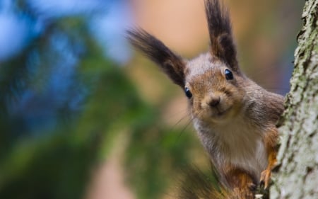 Squirrel - veverita, animal, cute, squirrel