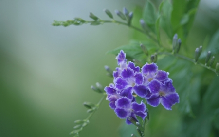 Flowers - green, flori, blue, flower