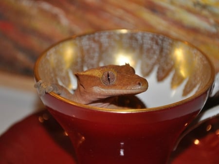 GHECKO IN A CUP