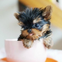 TEACUP PUPPY