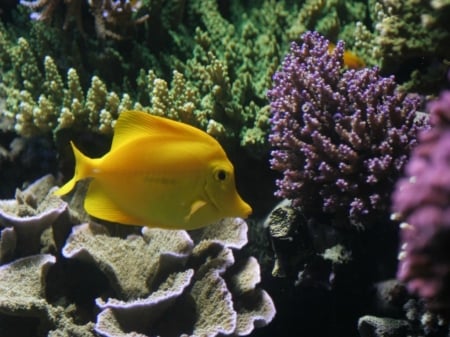 TROPICAL FISH - IMAGE, YELLOW, FISH, TROPICAL