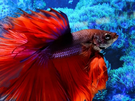 RED FIGHTING FISH - IMAGE, RED, FISH, FIGHTING