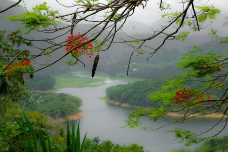 Rain forest - mountain, river, fog, island, flowers, puerto rico