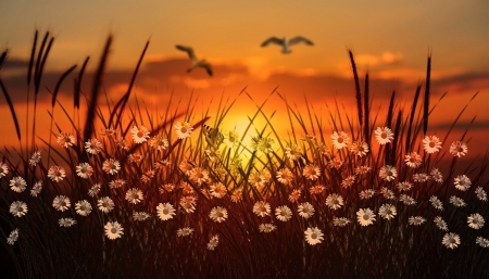 Sunset - Grass, Sunset, Flowers, Wallpaper, Birds