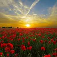 Sunset at poppy field