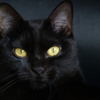 Black cat