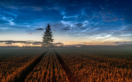 Midsummer in Latvia - field, latvia, tree, twilight