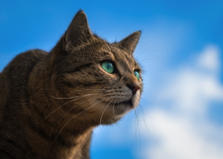 Cat - sky, vara, cat, summer, pisica, face, cloud, blue, animal