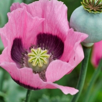 Poppy