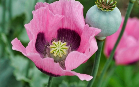 Poppy - green, flower, pink, poppy