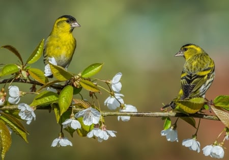 Birds - bird, yellow, pasare, spring, couple, flower