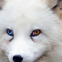 Arctic fox